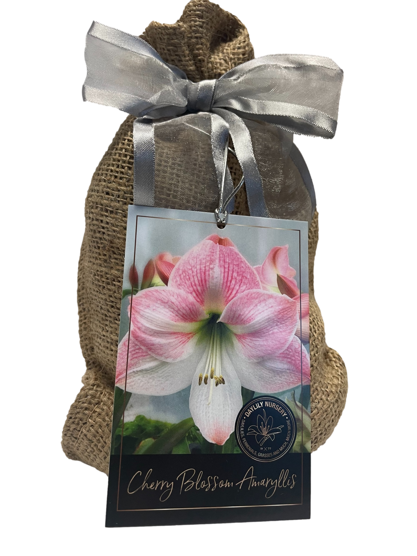 daylilynursery: Cherry Blossom Amaryllis Bulb in Burlap Gift Bag
